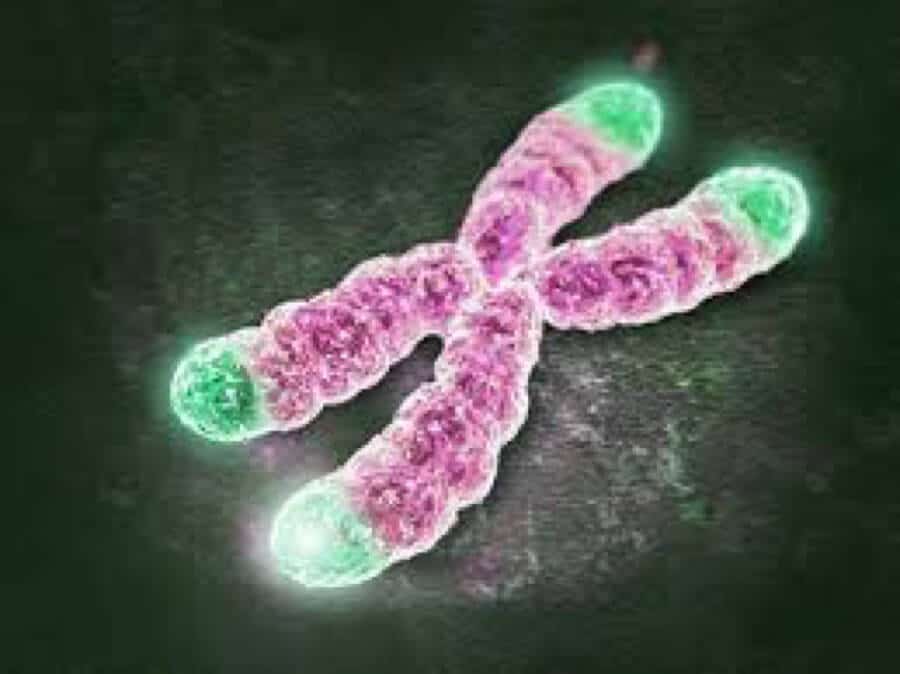 Telomere Shortening